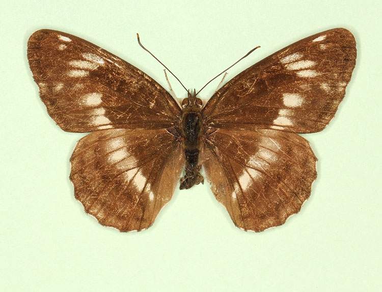 Limenitis camilla male (aberrant form obliterae 2) (Internet Image property of respective owner, non-commercial use only)